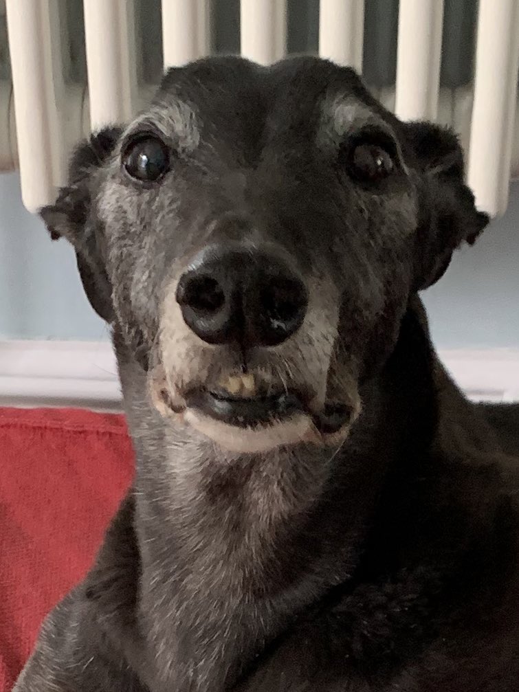 Norah Bones 🍖🦴🍗🦴 tweet media