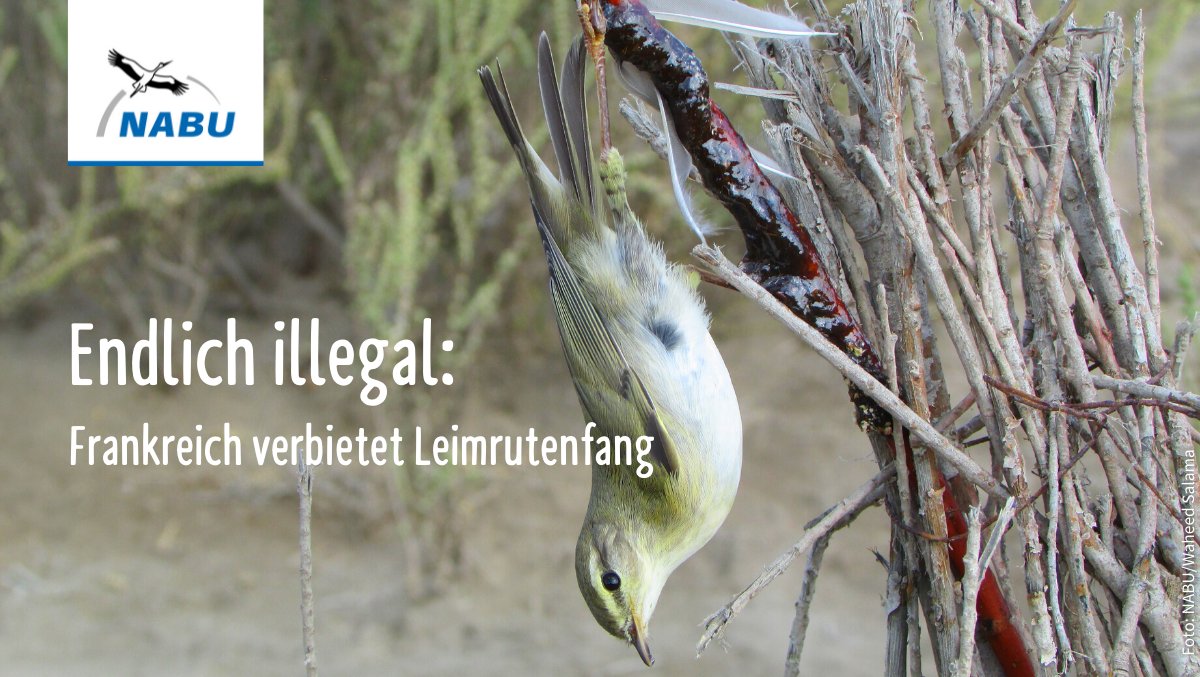 Ein Durchbruch für den Vogelschutz in 🇫🇷 und 🇪🇺: Verbot des Leimrutenfangs in 🇫🇷! Mit dieser traditionellen Methode wurden jährlich 40.000 Vögel qualvoll gefangen - auch geschütze Arten. Nun hat der französische Staatsrat diese Praktik für illegal erklärt! nabu.de/news/2021/04/2…