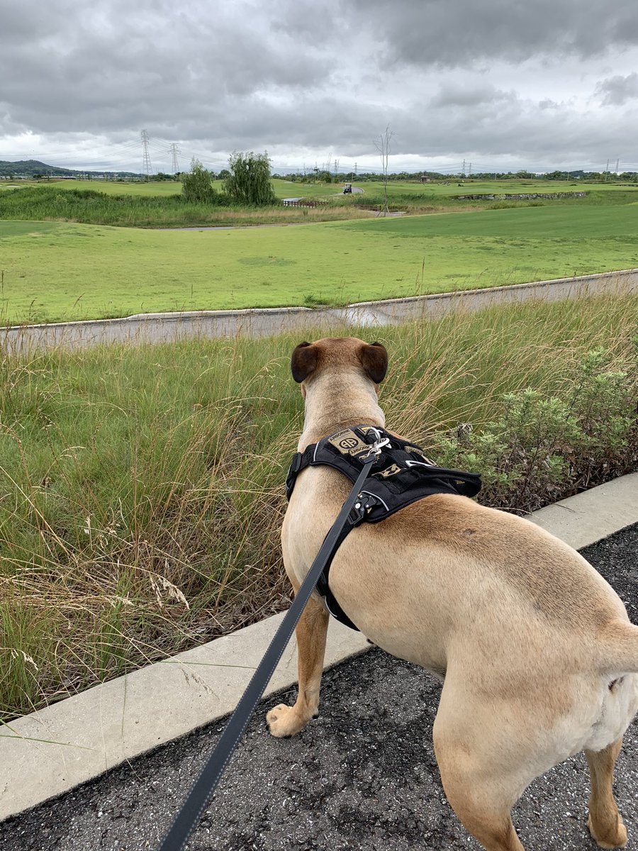 CSM_Tag (Walter A. Tagalicud) (@csm_tag) on Twitter photo Lucy is searching for <a href="/ConnieAbrams/">Connie Abrams</a> <a href="/DogFaceSoldier/">Robert Abrams</a> and <a href="/lcshubin/">Leah C. Shubin</a> at the River Bend Golf Course this morning. Lucy is searching for <a href="/ConnieAbrams/">Connie Abrams</a> <a href="/DogFaceSoldier/">Robert Abrams</a> and <a href="/lcshubin/">Leah C. Shubin</a> at the River Bend Golf Course this morning.