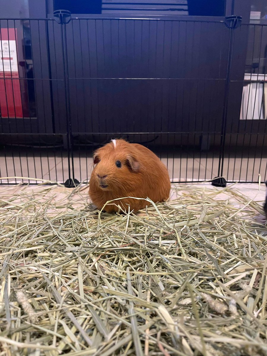 GuineaPig_Lemon's tweet photo. Apple🍎 on the prairie☘️🍀
#GuineaPig #Apple #Prairie https://t.co/cPkQGphjsi