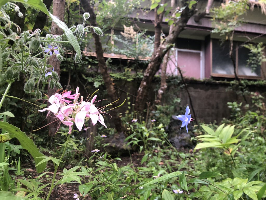 なみへい V Twitter ボリジの花びら 空中さんぽ ポリジの花びら 空中さんぽ 蜘蛛の糸のしわざ こういうのって楽しい 発見 写真撮るよね笑