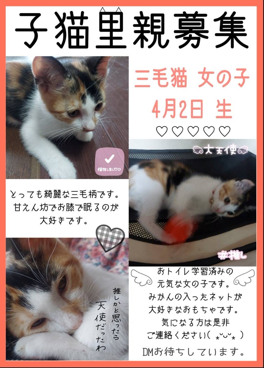 らぶ 猫 على تويتر 子猫里親募集 長崎 里親募集 らぶ 猫 على تويتر 子猫里親募集 長崎 里親募集