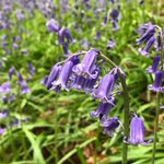 Photo by Bellingdon and Asheridge Community Association (@BellandAsh)