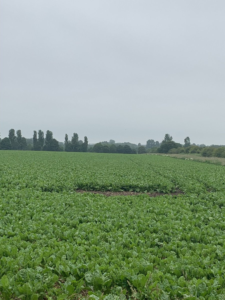 Wk22  Don’t think I’ve ever seen such massive top growth. Crowns starting to show. And in the stop press, I found my first bolter.