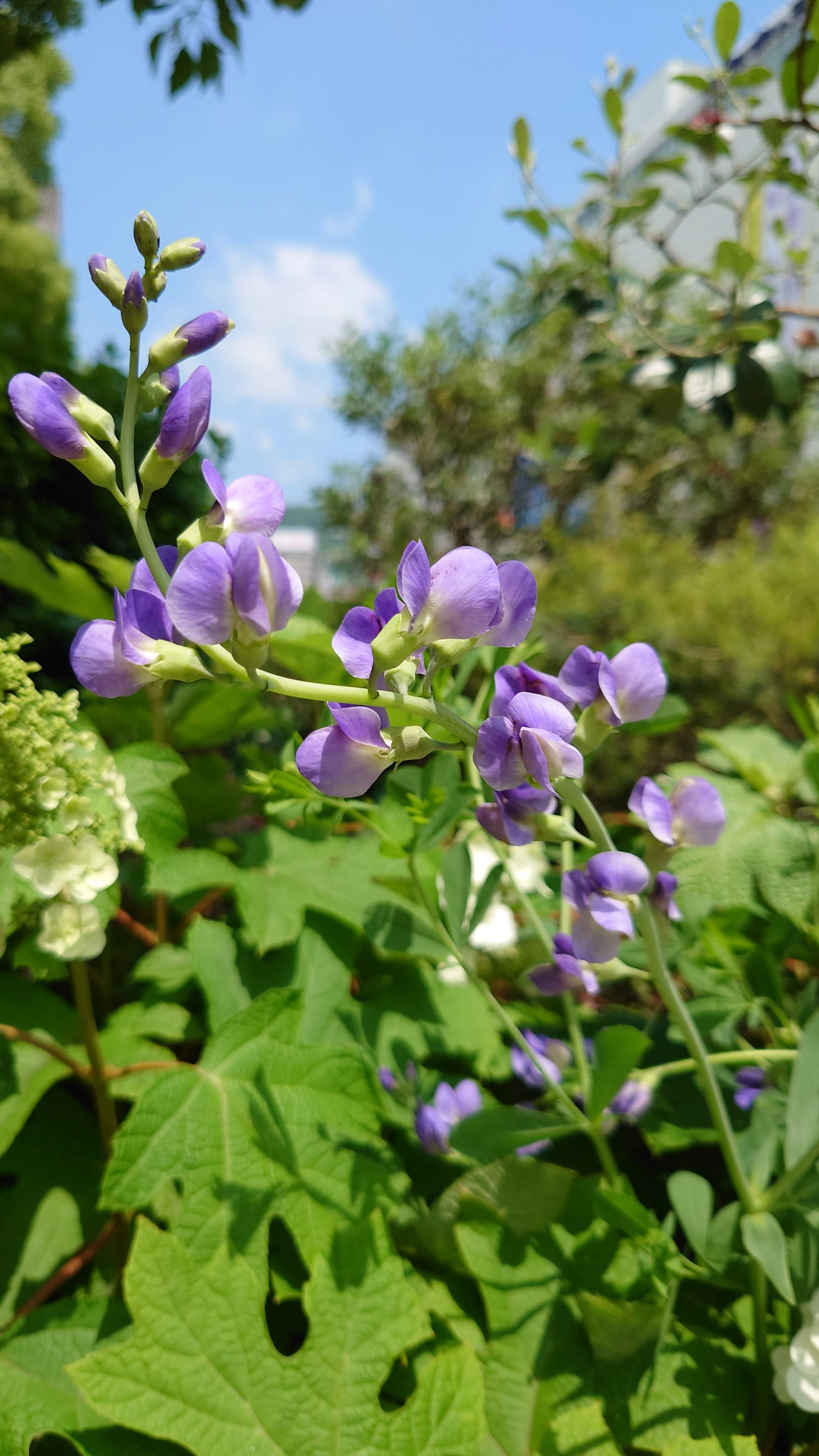 紫千代萩 Twitter Search Twitter