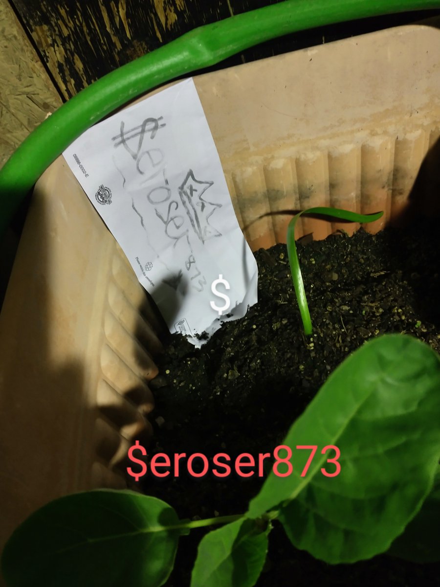 eroser873's tweet photo. @CashApp $eroser873 my street art handle just happens to be my cash tag, I just happened to find this little gem chilling in a flower pot out front for whatever reason.... Fits perfect for this💯😜✌️🤑🔥 https://t.co/LClMoVdxIT