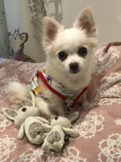 おもちゃ 高画質 のtwitterイラスト検索結果 古い順