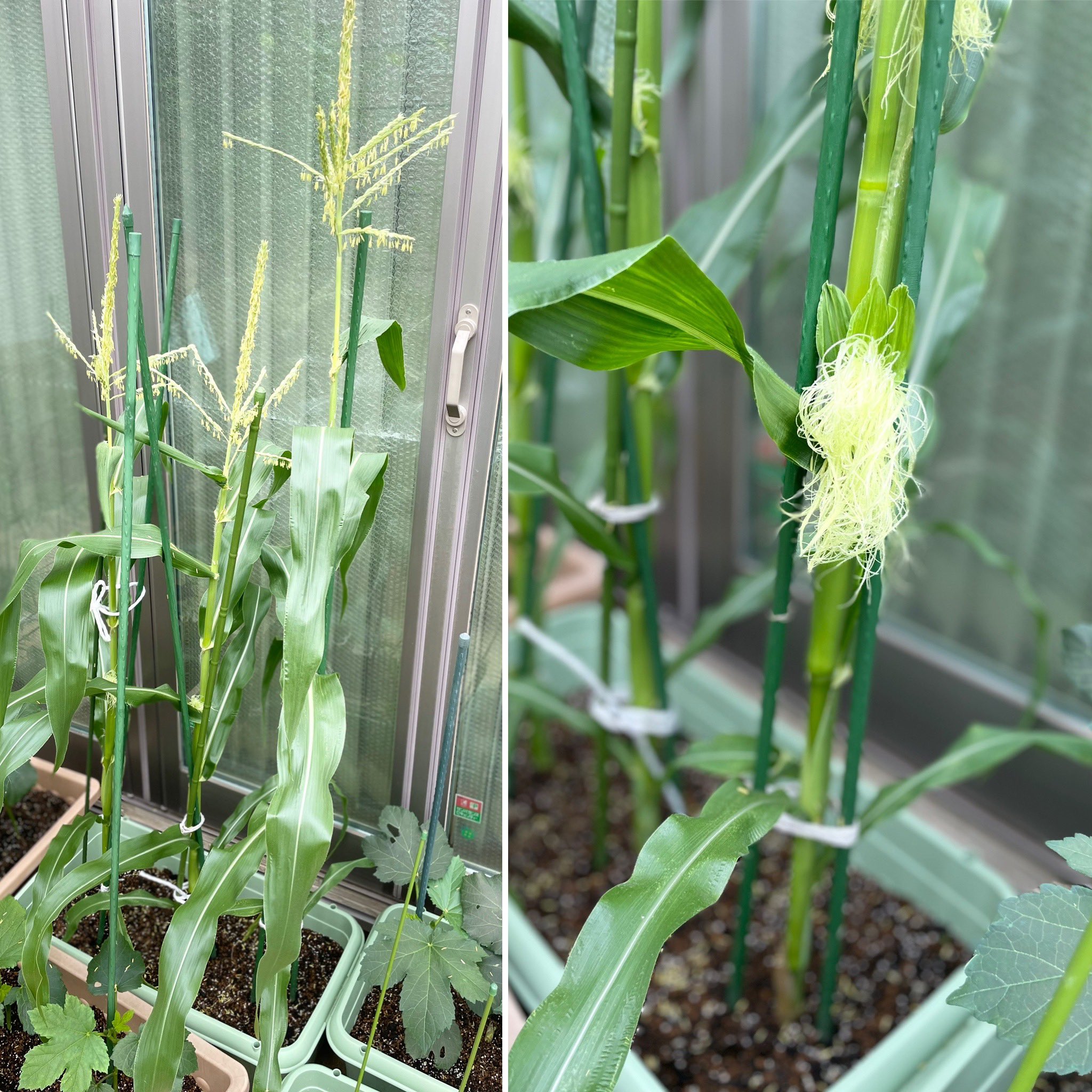 カフェスタイル トウモロコシ わぁ 雨の恵みで メチャ育ってきた 半信半疑で今年初めて 苗買ってきましたが プランターでも出来そう 楽しみ トウモロコシ とうもろこし 家庭菜園 家庭栽培 自家菜園 自家栽培 プランター菜園