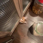 可愛いけど顔だけ出てくるとビックリ!そういう登場の仕方はやめてw