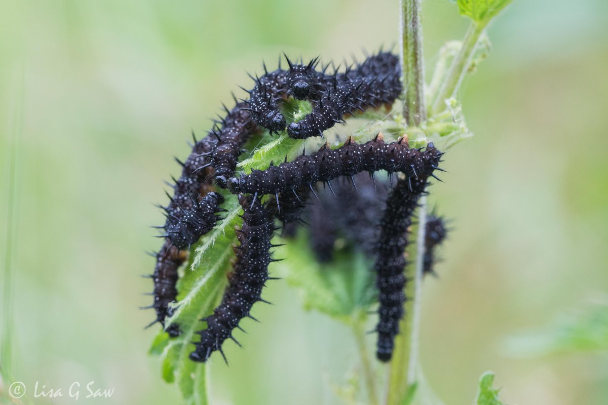 In Surrey, I saw several clusters of Peacock Butterfly caterpillars devouring nettle leaves on Friday. Their dark bodies were rather conspicuous and yet easily missed by several passers by!

@SurreyWT @savebutterflies @BC_Surrey https://t.co/RTZ99X6wjN