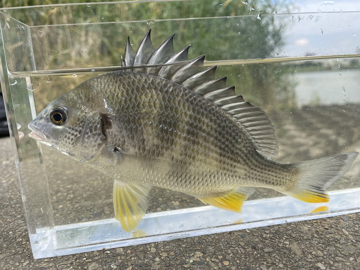 怪魚ハンター山根兄弟 兄 Kimi Chillkimi Twitter 怪魚ハンター山根兄弟 兄 Kimi Chillkimi Twitter
