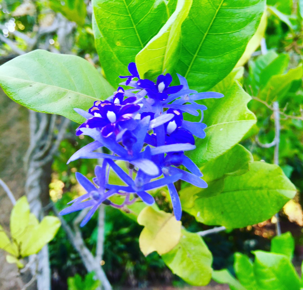 TravelerEternal's tweet photo. @gontanokoneroku Beautiful 😻
And here are #JustFlowersPM #JustNaturePM #Iphonography https://t.co/r1n4MMTWd9