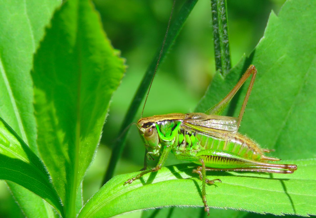 Ske_Jo's tweet photo. Roesel's bush-cricket (Roeseliana roeselii) #CroatianOrthoptera #Tettigoniidae #Platycleidini from Kalnik Mt. on the border of #HrvatskoZagorje, #Prigorje & #Podravina. https://t.co/zoIWa1Ximm