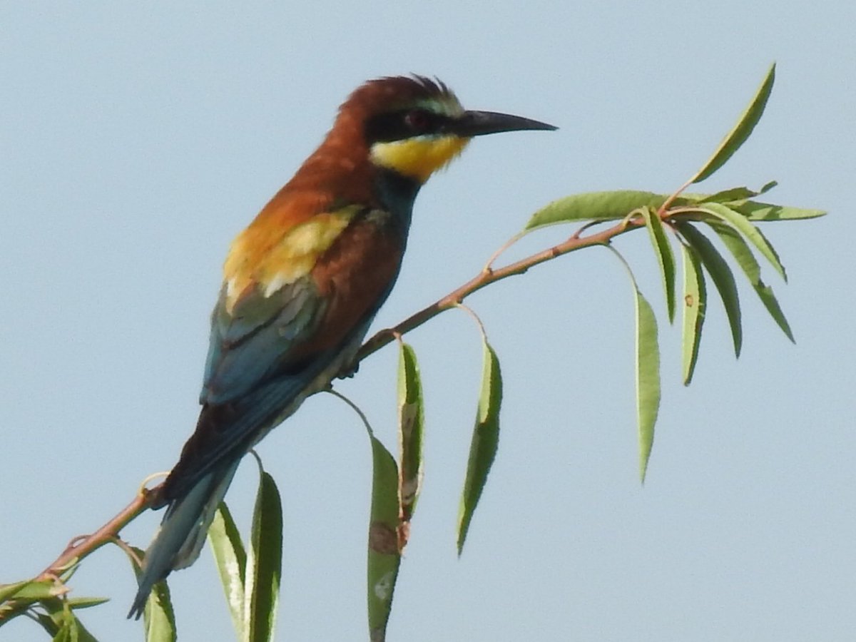 Francesc Rivero Martínez (@frances_rive) on Twitter photo 