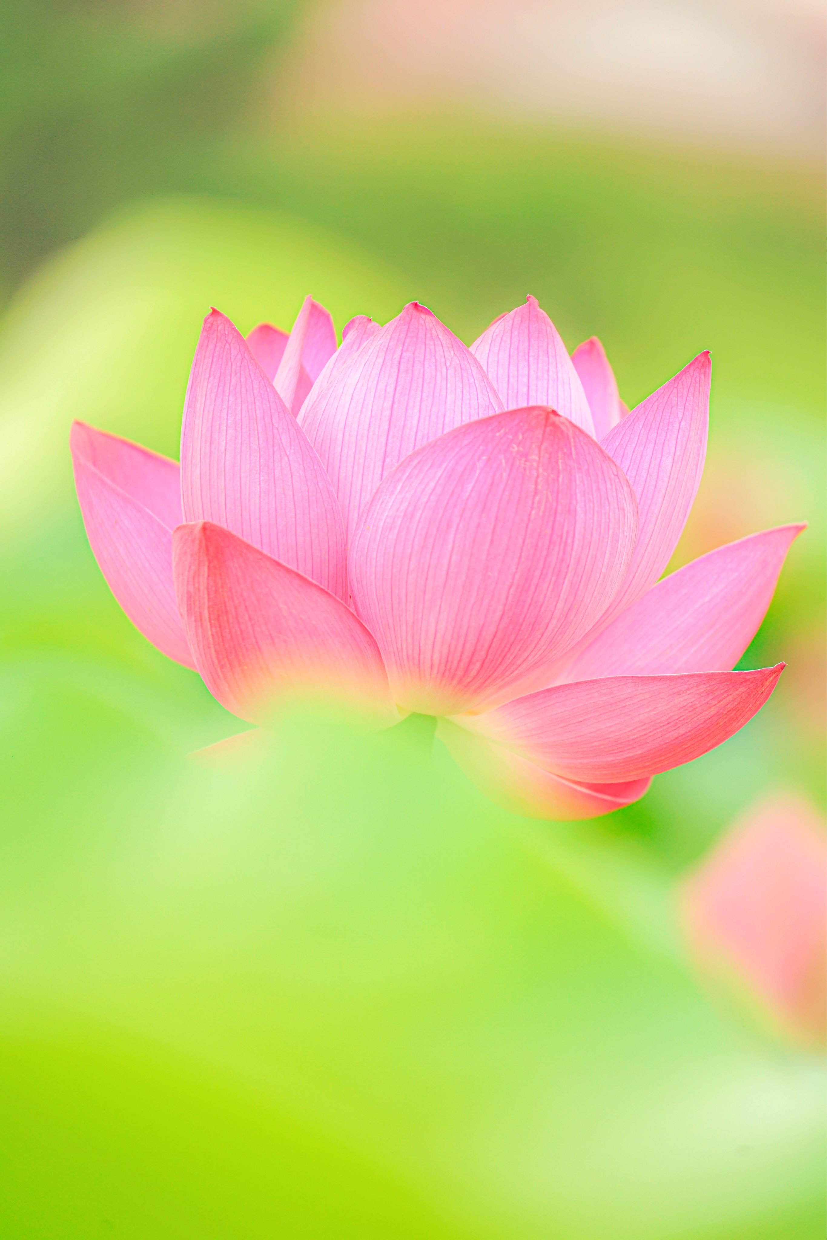 Sorara ᵕ 今年も蓮の花に出会えました 花を午前中に咲かせ 午後には閉じてしまうのが由来で花言葉に休養と言う 言葉があります 皆さんもしっかり休養をとって熱い夏を乗り切りましょう T Co Pvusoru1oq Twitter