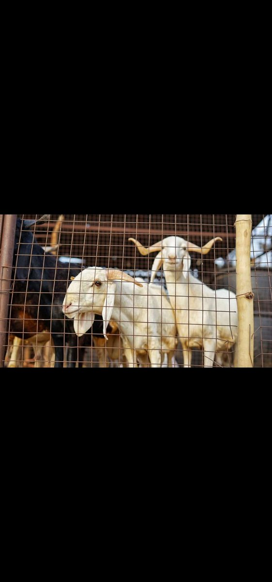 lekzman3's tweet photo. Rams deal can come in at #affordableRam *Ileya* is here call #+2348148504541 to order. https://t.co/ZwQMqSNarI