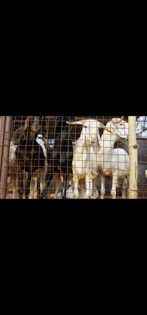 lekzman3's tweet photo. Rams deal can come in at #affordableRam *Ileya* is here call #+2348148504541 to order. https://t.co/ZwQMqSNarI
