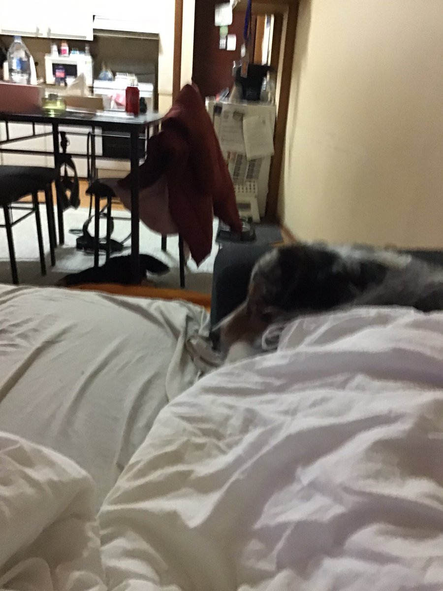 CorruptNSW's tweet photo. Freezing tonight in #Rydalmere #Sydney watching “Grand Designs”♥️
Bear & I keeping warm & covered up on our couch bed - Thankful for a roof over my head ! Pity those sleeping #homeless #auspol #nswpol #lnpfail https://t.co/yR0Qewlb72