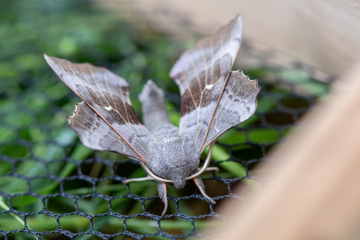 Yesterday we finished installing the Moth Kota, and last night/this morning it received its first visitors. I'm feeling a tad overwhelmed! Huge thanks to team @Sculptdesign, all at @RSPBLochLomond and @ThmsBtlr for all the hard work! 💪