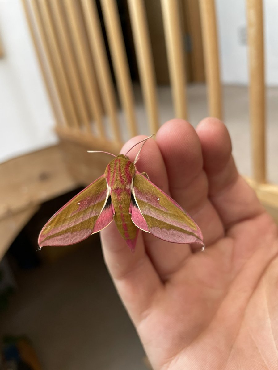 OzMaliphant's tweet image. I love nature. Found this beautiful moth in the house and let it outside. It’s an Elephant Hawk-Moth. (Deilephila elpenor). Gorgeous creature.
#moth #nature #saveinsects #elephanthawkmoth