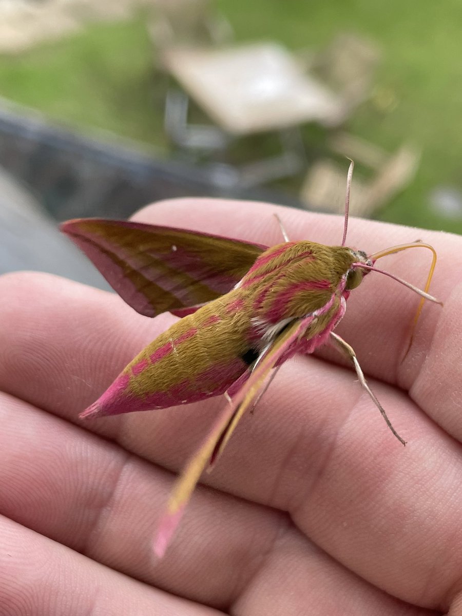 OzMaliphant's tweet image. I love nature. Found this beautiful moth in the house and let it outside. It’s an Elephant Hawk-Moth. (Deilephila elpenor). Gorgeous creature.
#moth #nature #saveinsects #elephanthawkmoth