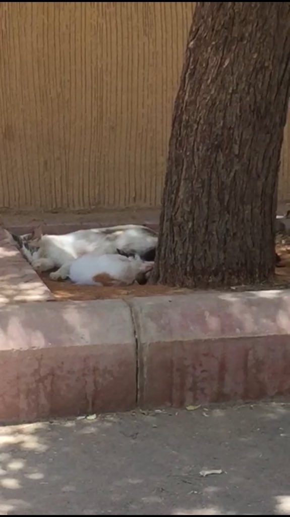 الأم وصغارها تحت ظل الشجرة 🌳