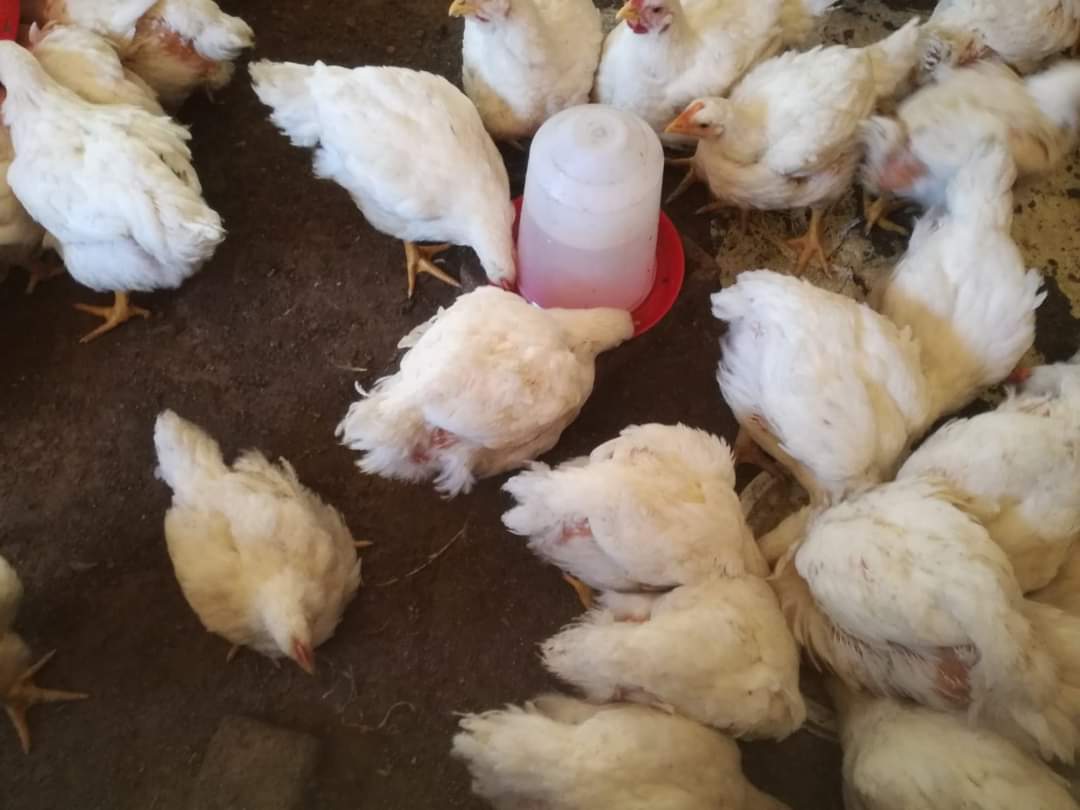 kutamatshianeo's tweet photo. Only R75 at venda itsani, vha songo lala na ndala khuhu dzo vula, delivery starts from 5 upwards https://t.co/FV1hvNhqtb