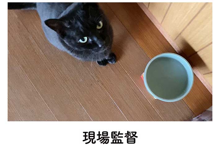 飼い主が食器を洗っていたら… 猫が見せた行動に、胸がキュンとする https://t.co/nw0m0yXMxO @grapeejpより 