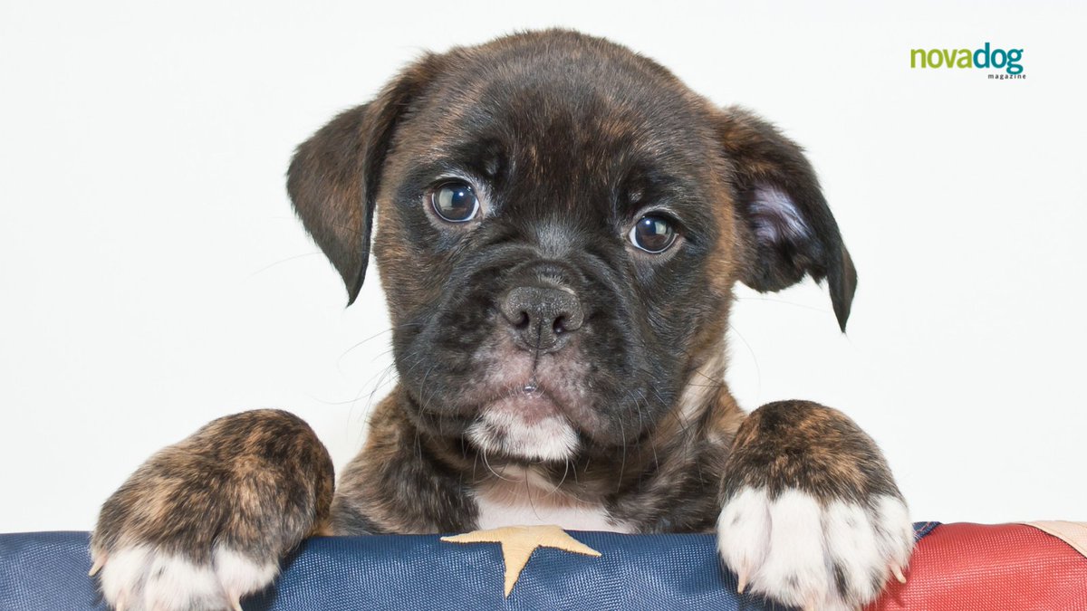 NOVADogMag's tweet photo. Happy Fourth of July!🐾🇺🇸

Nervous about fireworks? Try this:
1. Create a safe haven for your dog 
2. Play white noise 
3. Take a walk before the fireworks start 
4. Keep your dog away from fireworks 
5. Make sure your pup's ID is up-to-date. 

Stay safe and have fun! #NOVA https://t.co/QBEEGRizjY
