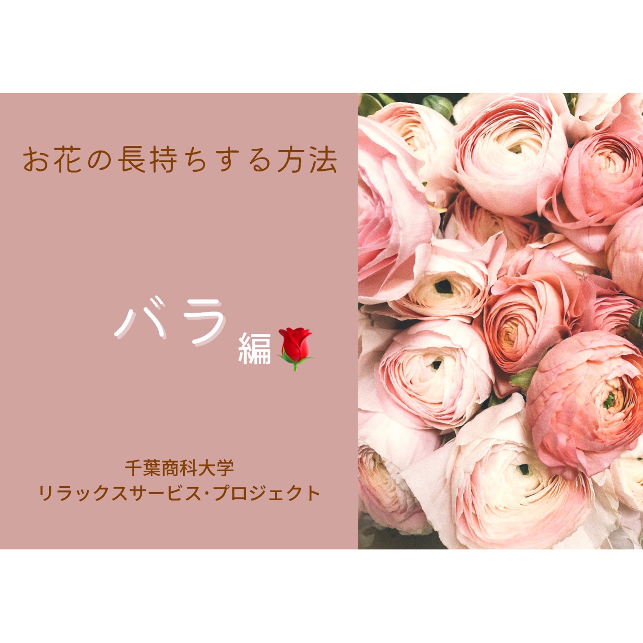 千葉商科大学リラックスサービス プロジェクト21 こんばんは 担当の です 本日は 学内で配布するロスフラワーでもある バラの長持ちする方法をご紹介します 2枚目に 長持ち方法のポイントが記載されているのでチェックしてみてください 千葉