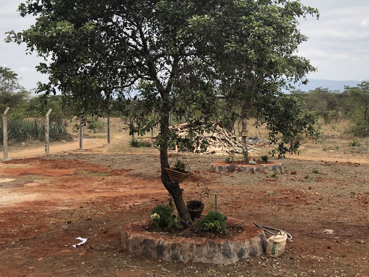 TimKipchumba's tweet image. The face of an entrepreneur: Sister Caroline got a 9 bare land in Nov 2020. turned into a home of 15 girls that are rescued from the street, most of them in dire need of counseling and home after being sexually molested. She has grown the place to a whole new space.