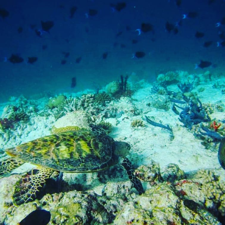 VitisSana's tweet photo. Por un verano y una naturaleza
saludables: seamos respetuosos y responsables.
Respeto SIEMPRE.
#savetheoceans
#oceanrespect
#discoverocean
#fotoproteccion
#campañas
Gracias por seguirnos y seguir.
#VitisSana
#saludybienestar
#medicinapersonalizada
#envejecimiento
#verano https://t.co/RxI3QJDL5x