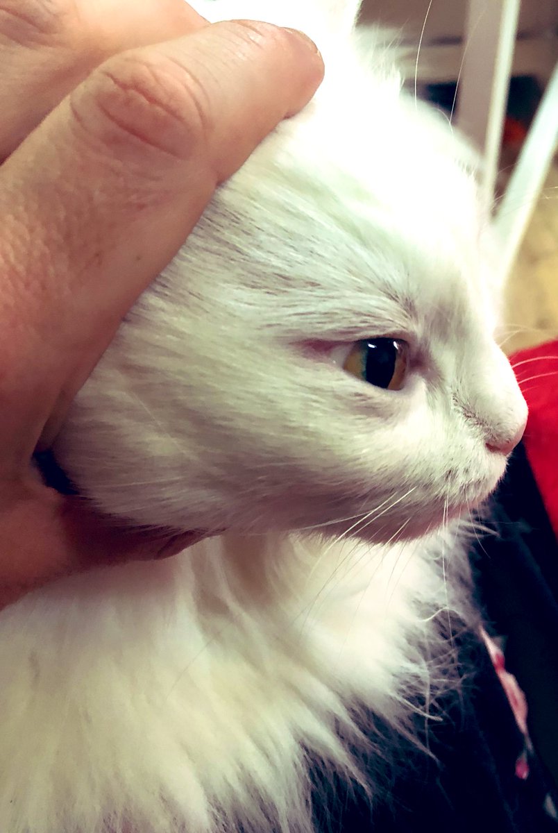 No, human. This is *not* acceptable.
Even if it does feel quite nice. And I might be purring a *bit*…