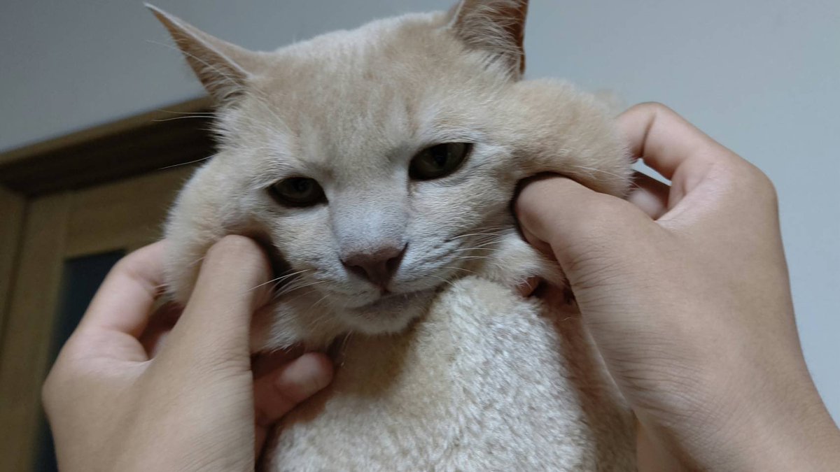 チップとデーーーーール