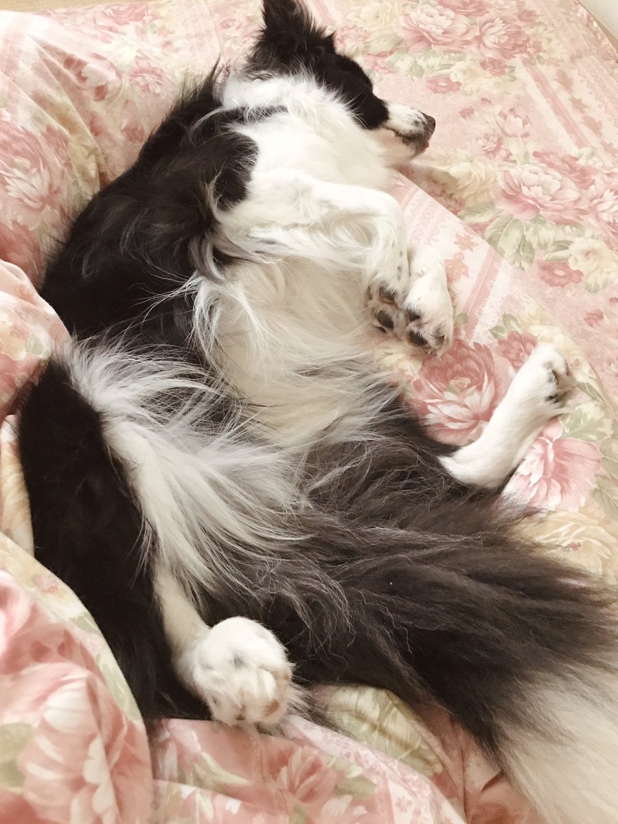 いつも朝早くから前足でトントンと起こしにくる犬だが 雨の朝はいつまでも気持ち良さ しょーじのイラスト