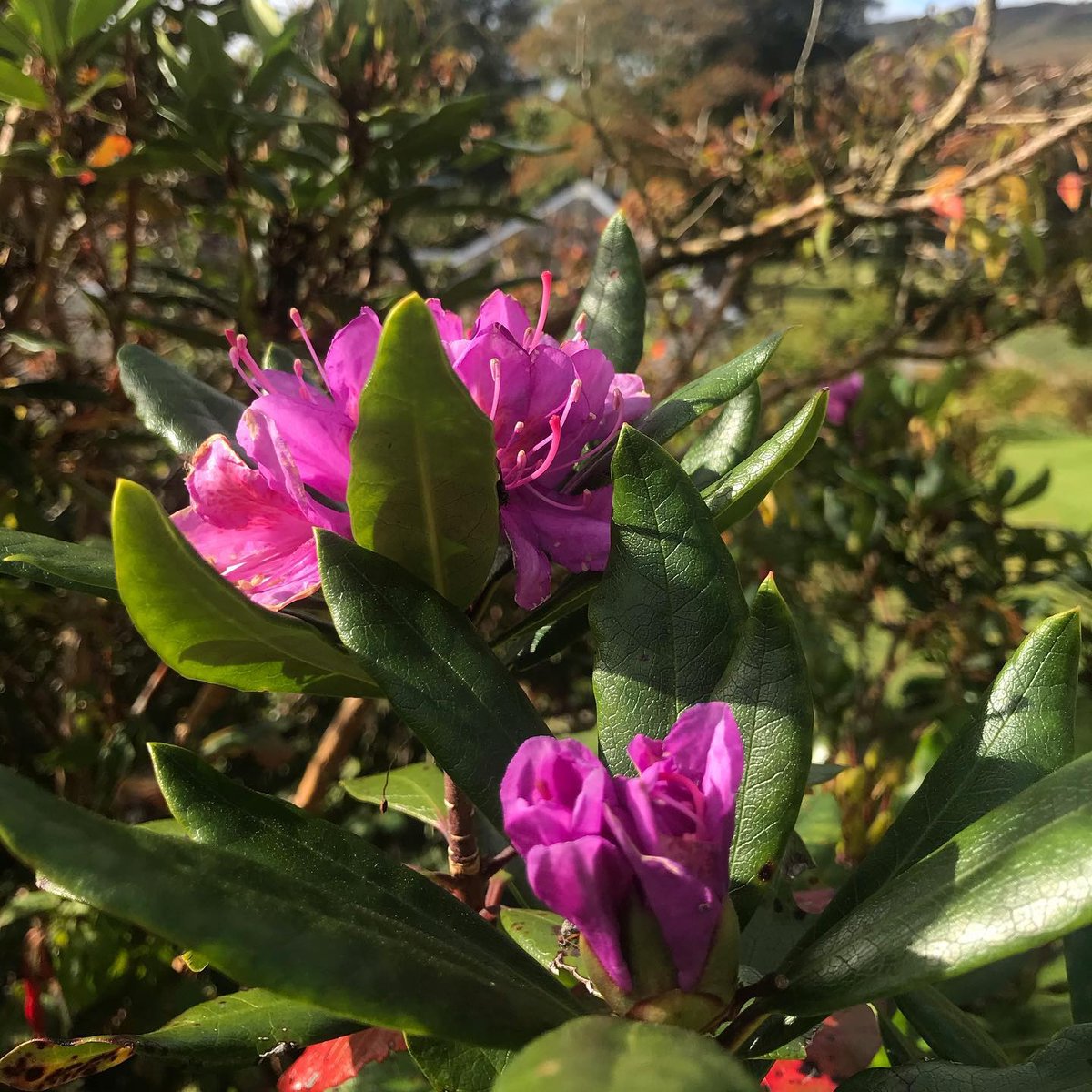 We're in full bloom now! 

Slow Sundays here are best spent walking amongst the gardens, and we're delighted to see all the hard work the gardening team put into the grounds paying off.

#summerbloom #gardentips #summergarden #gardenlovers #melfortvillage