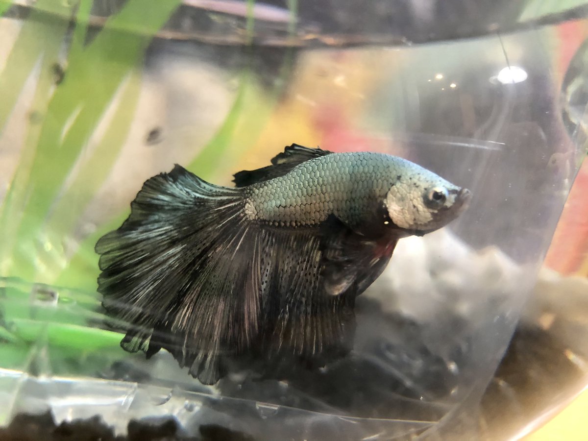 みかんにゃんroku Tvでベタ特集してて そういやわが家のベタ黒ちゃんが 買って来た時と全く違う色になってるん これじゃ黒ちゃんじゃなくて 赤ちゃんだわ