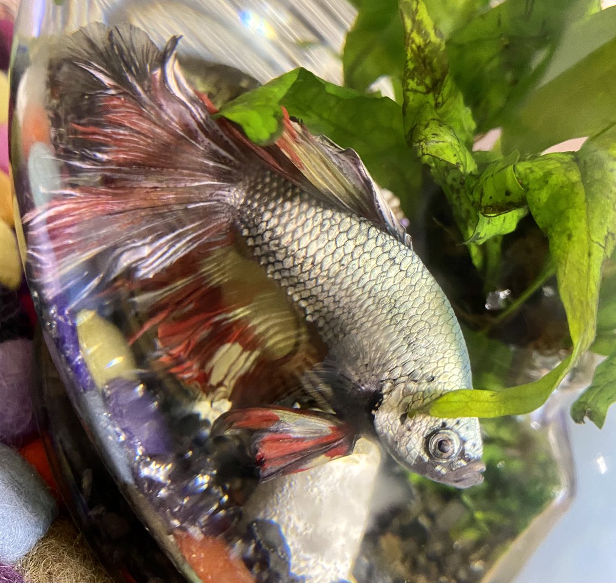 みかんにゃんroku Tvでベタ特集してて そういやわが家のベタ黒ちゃんが 買って来た時と全く違う色になってるん これじゃ黒ちゃんじゃなくて 赤ちゃんだわ