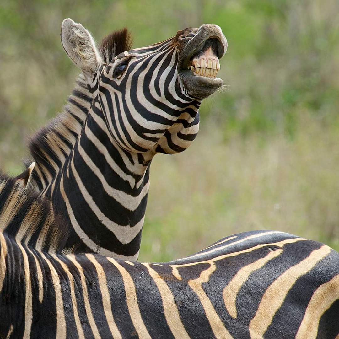 Kanenamagufa's tweet image. #TwitterVAR 
Shemasi kazi yake ni kupiga tackling ukiingia vibaya kwenye 18 zake.
