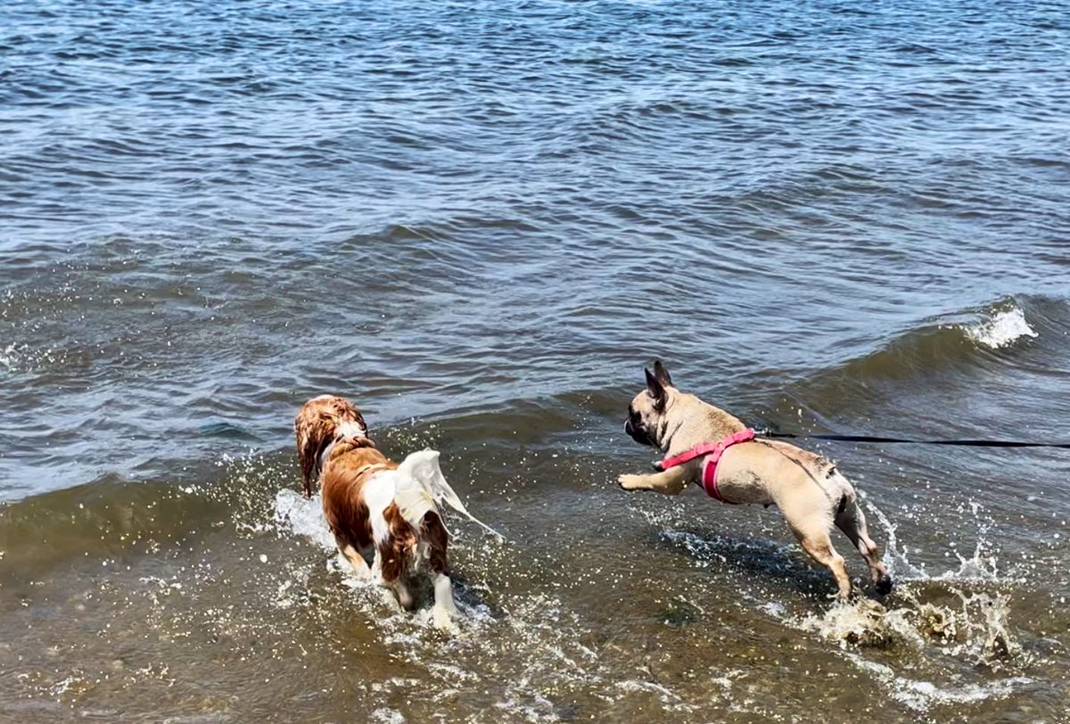 Katie_D_83's tweet photo. Ollie and Stassi at Bay Park in East Rockaway, NY @AmyFreeze7 #bigdogsunday https://t.co/anpjS7nNgm
