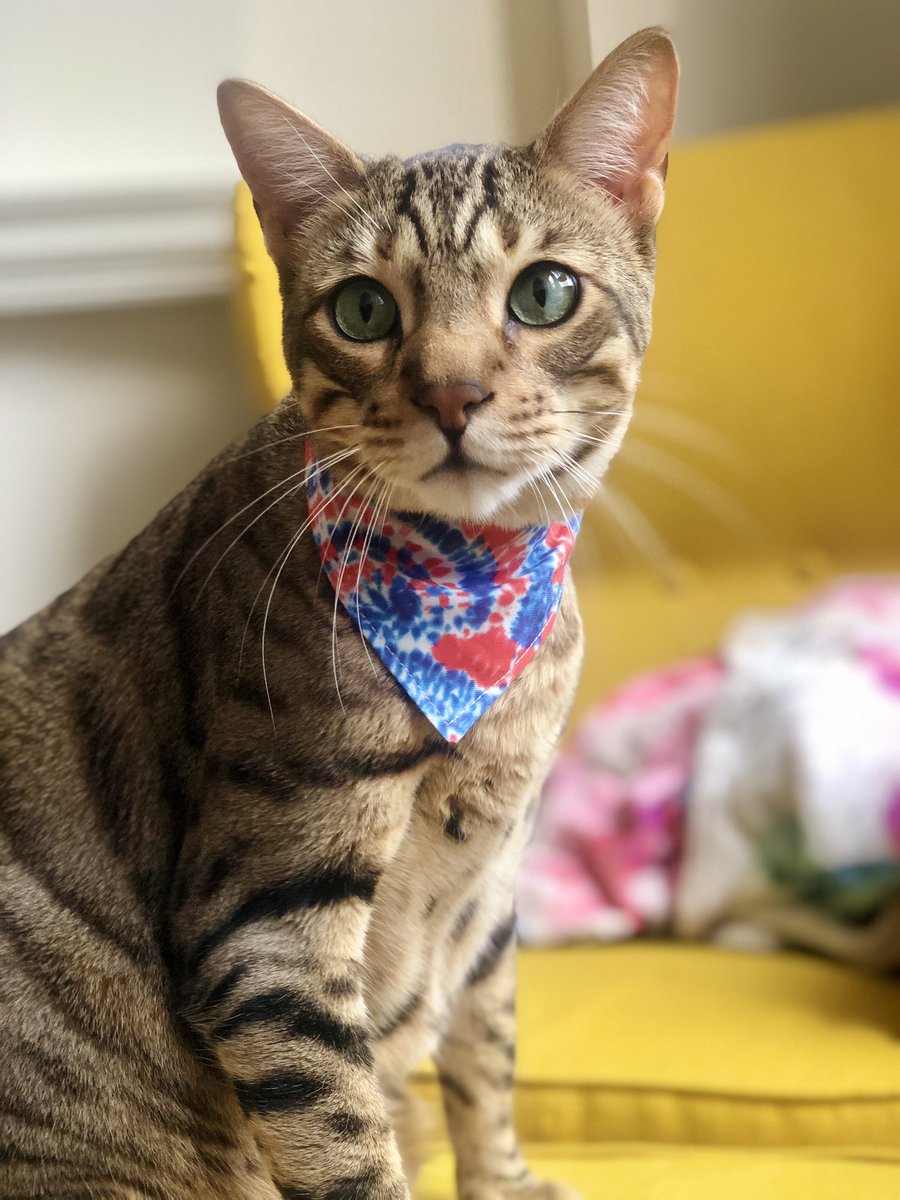 crimehag's tweet photo. Happy #fourthofjuly from Atticus and Toast! #patrioticcats #fourthofjulycats #FourthOfJulyWeekend #pleasebanfireworks #catsinbandanas #fourthofjuly2021 https://t.co/keB2XXWC6N
