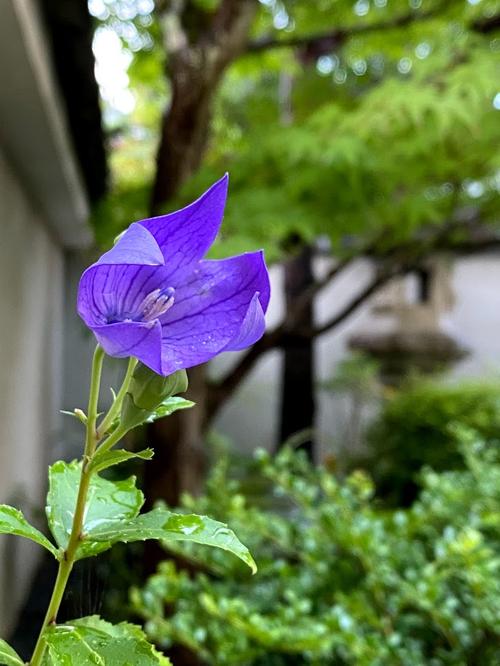 myomanji's tweet photo. 清々しい星形の桔梗が美しく咲いています。
山門前の半夏生の葉も白くなり、見頃を迎えています。下に垂れて咲く風情ある花をお楽しみください。
#妙満寺 #myomanji #日本 #japan #京都 #kyoto #桔梗 #balloonflower #半夏生 #lizardstail #そうだ京都いこう https://t.co/oRVUnfdWjB