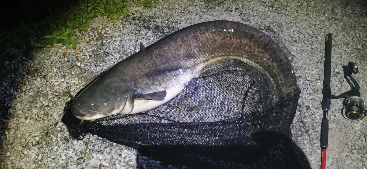 andy_angelt's tweet photo. Ca 140 cm... Am Schwanz gehakt, der hat mal so richtig Gas gegeben...
#angeln #wels #catfish #fishing https://t.co/UW5NwDtpYu