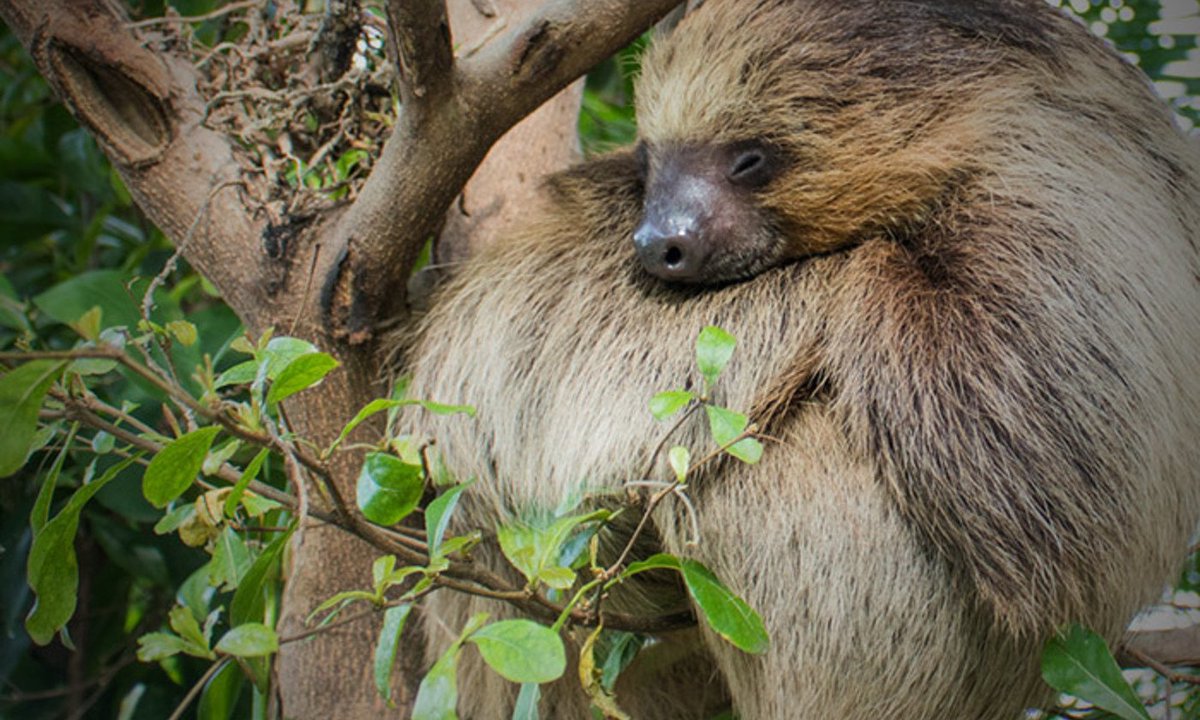 PerkySloth's tweet image. I like to sleep because I dream. In my dreams, there are lots of leaves to eat. 😋😴
#SleepySunday