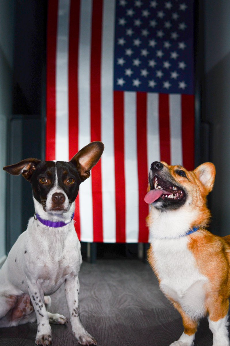 SummerCorgi's tweet photo. Happy #IndependenceDay frens! The hoomans say we will miss the apocalypse tonight because of CBD, whatever that means. #CorgiCrew #dogsoftwitter #4thofJulyWeekend #summertime #gettinghiggiewithit https://t.co/hduAbpr5HY