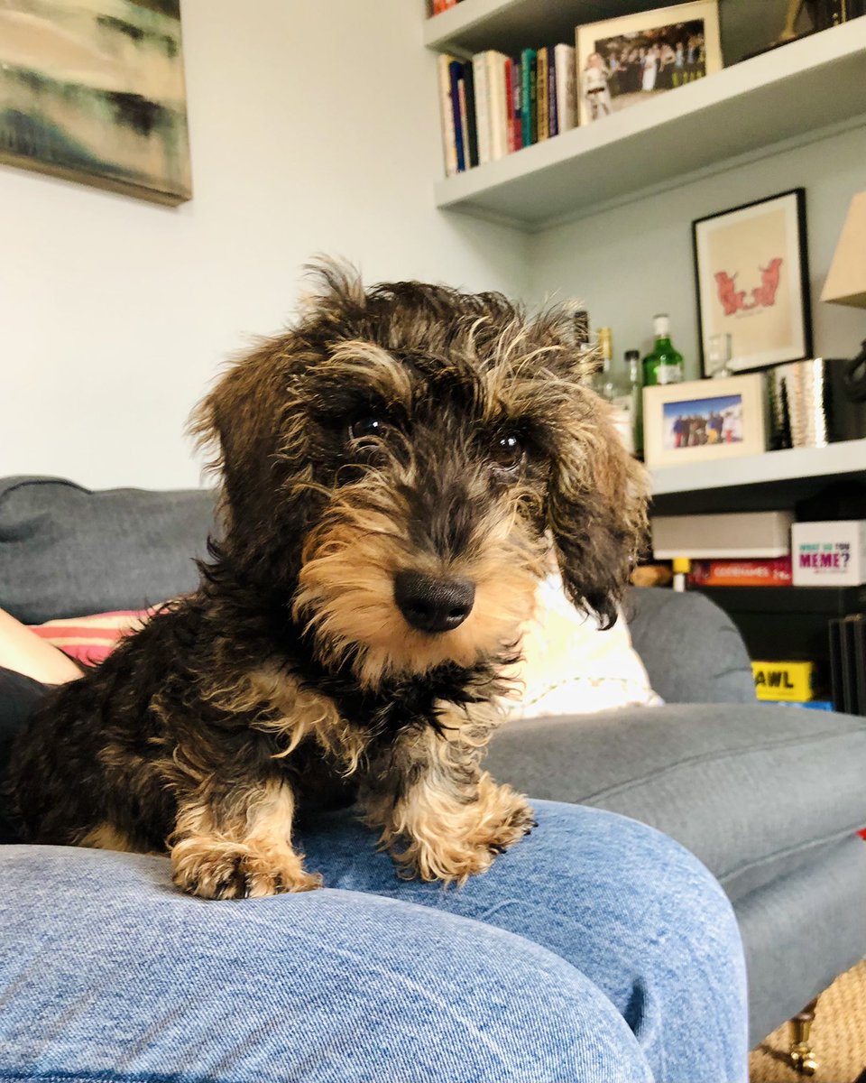 DigitalDaveMac's tweet image. Isolation made slightly easier with this one to keep us on our toes 🐾#oneweektogo