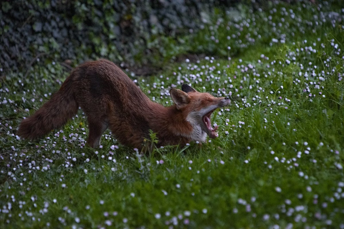 Visitor in the backyard.

#fox #wild #wildlifephotography #wildlifefrommywindow #wildlife #wildlife #NaturePhotography #nature #AnimalKingdom #animal #wildlifeandnature