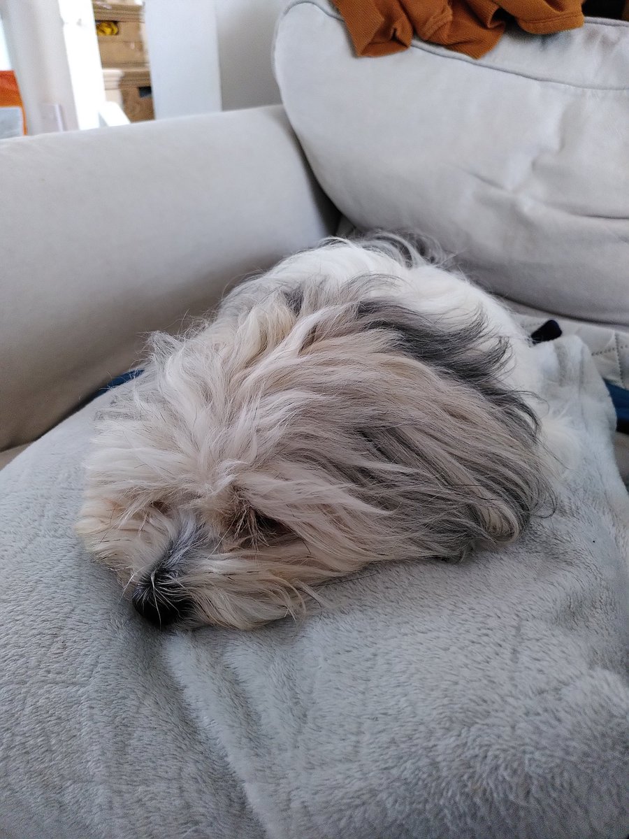 martincoote's tweet photo. @Cornish_Philop Sleepy draft excluder mode. https://t.co/u5CywNDwKr