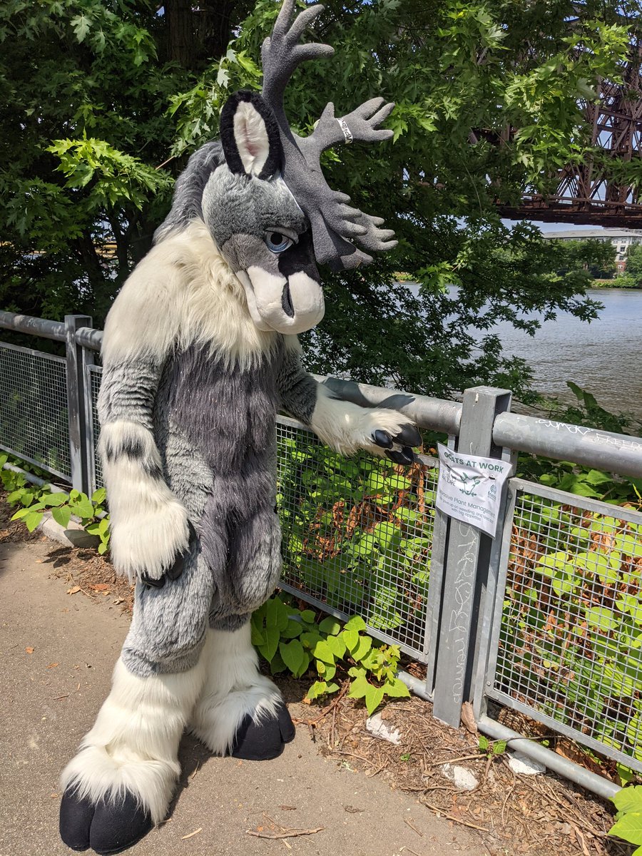 NunavutTuktu's tweet photo. Ah! I discovered @BlondOtter's role in producing Virtual @anthrocon!
#SokiSunday https://t.co/ccWWZxYOJp