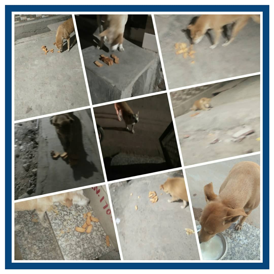 the_oscar_fdn's tweet photo. #77 SUNDAY SPECIAL💛
Your love & support makes this possible. We are low on funds do help us to continue our feeding program for these innocent souls.
If u want donate us then DM us
.
.
.
.
#sundayspecial #sunday #WefeedEveryday #theoscarfoundation https://t.co/U9DHJtnOQO